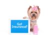 Having a pet is more beneficial for you than you thought!